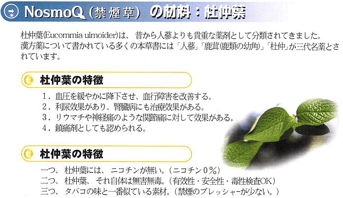 杜仲葉(Eucommia ulmoider)の特徴